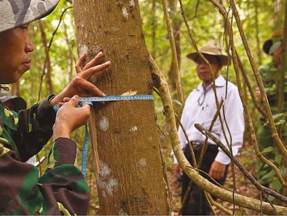 Investigadores del programa de evaluación nacional de los bosques de Vietnam miden el grosor de los árboles.