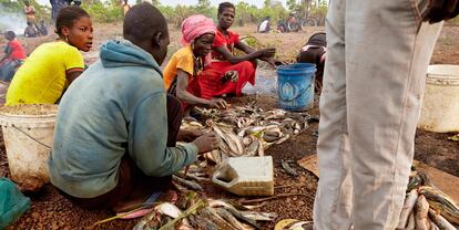 Los refugiados y la comunidad local de acogida se preparan para cocinar pescado juntos en un arroyo formado por las intensas inundaciones en Maban (Sudán del Sur), el 27 de noviembre.