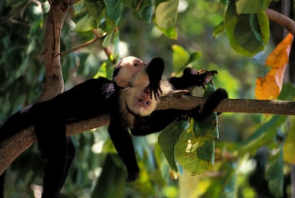 Monos Costa Rica