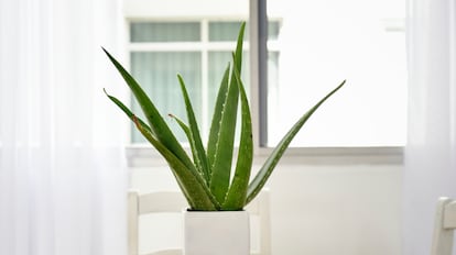 Aloe Vera