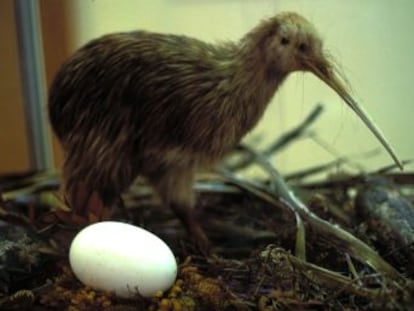 El kiwi dejó los altos vuelos para poner los pies en la tierra. Desde entonces, su vida es más parecida a la de un mamífero que a la de un ave