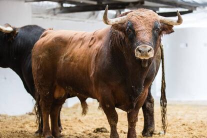 El toro 'Economista', de Alcurrucén, el mejor de la Feria de Fallas.