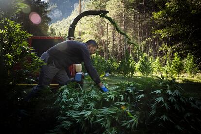Operarios desbrozan una plantación de marihuana en el Alt Urgell.