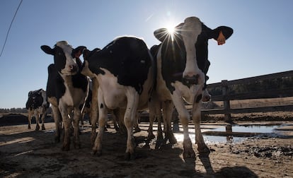 Un estudio confirma que la gripe letal de las aves se está transmitiendo de vaca a vaca