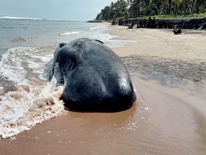 La ballena jorobada varada en las costas de Cárdenas (Tabasco), en una imagen compartida en redes sociales.