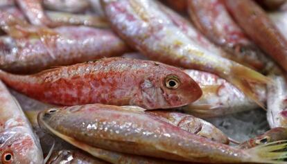 La cuina agermana les lectures semblants dels id&egrave;ntics fruits de la mateixa pesca: peixos, mol&middot;luscs, crustacis.