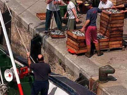 <b><i>Arrantzales</b></i> descargan anchoa en el puerto de Bermeo en la pasada costera.