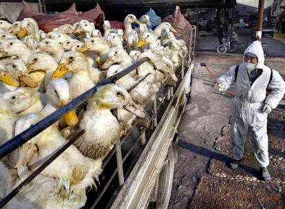 Un técnico sanitario desinfecta un camión de patos en el mercado de Nanjing, en la provincia de Jiangsu.