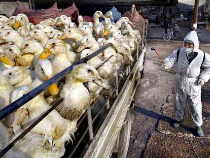 Un técnico sanitario desinfecta un camión de patos en el mercado de Nanjing, en la provincia de Jiangsu.