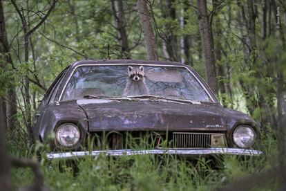 Un mapache asoma su rostro por la ventana de un Ford Pinto de la década de 1970, en una granja desierta en Saskatchewan (Canadá).