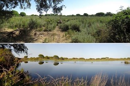La laguna del Moral de Doñana fotografiada desde el mismo punto, abajo en 2011 y arriba en 2020.