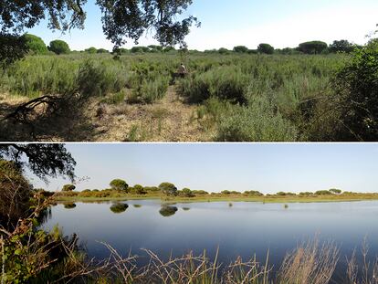 La laguna del Moral de Doñana fotografiada desde el mismo punto, abajo en 2011 y arriba en 2020.