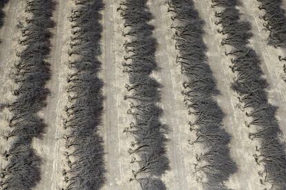 Un campo de almendros muertos por la sequía en Coalinga en el Central Valley de California, Estados Unidos.