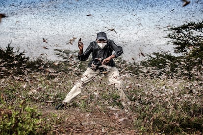 Henry Lenayasa, jefe del asentamiento de Archers Post, en el condado de Samburu, Kenia, intenta ahuyentar a un enjambre de langostas que asola los campos donde pasta el ganado, el 24 de abril de 2020.