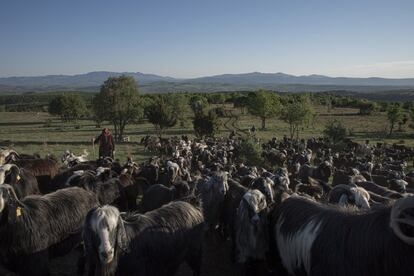 Kezvan camina junto al rebaño de 500 cabras de su familia. Los yörüks emigran estacionalmente en abril y mayo para veranear en las mesetas montañosas más frías de Anatolia central.