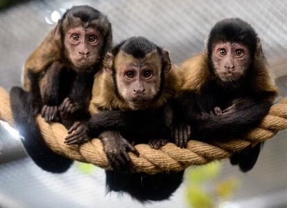 monos capuchino
