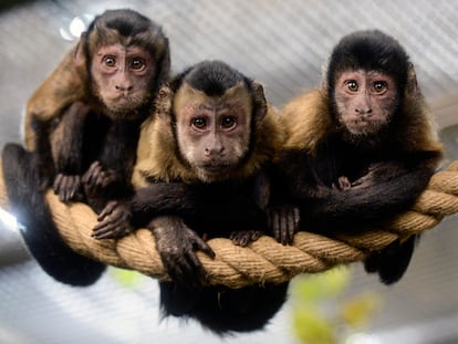 Tres monos capuchinos en el Zoológico de San Petersburgo, en Rusia, el 6 de octubre de 2017.