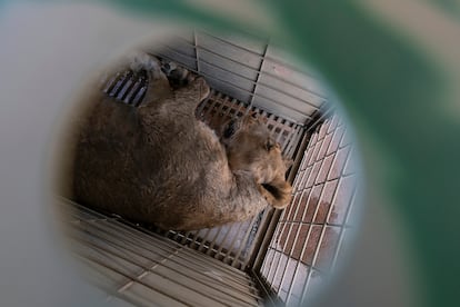 Una leona sedada aguarda dentro de una jaula su traslado al nuevo santuario. 