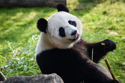 La panda Huan Huan come bambú en su recinto del zoológico de Beauval en Saint-Aignan-sur-Cher (centro de Francia).