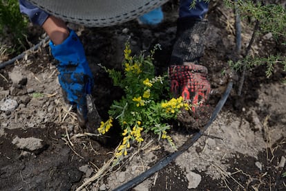 Una voluntaria pone tierra a una planta Retama durante la jornada de plantación para un nuevo bosque de Bolsillo en la Universidad Tecnológica de Nezahualcóyotl. (Ginnette Riquelme)
