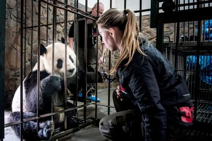 La zologa danesa Pernille Goerup Andersen visita al panda Xing Er en la Base de Investigacin y Cra de Panda Gigante en Chengd (China), el 2 de abril de 2019.