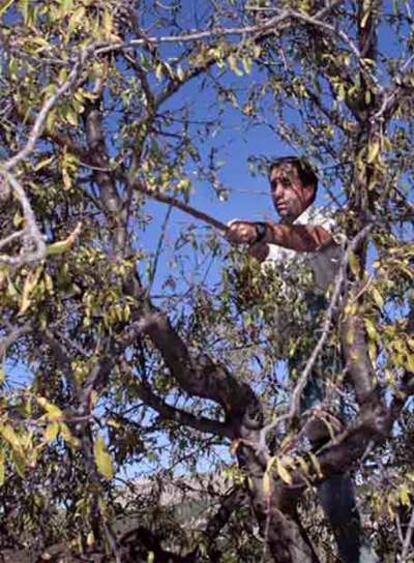 Un agricultor varea un almendro en un campo de Vélez (Almería).