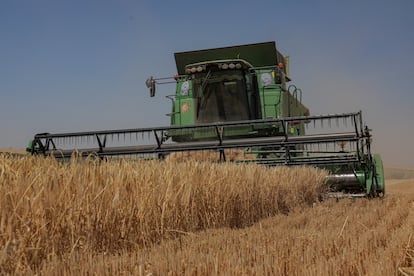 A combine harvester in a barley field in the Odessa region. 
