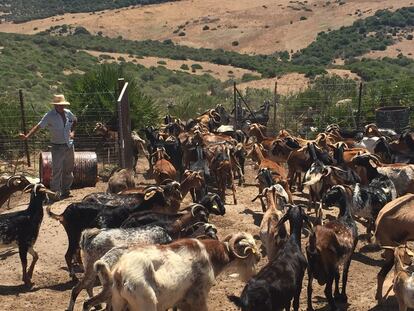 Los portentosos quesos de "El Cabrero de Bolonia"