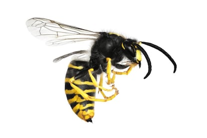 <p><strong>Cómo se identifican</strong></p> <p>"No hay una característica que diferencia las picaduras entre las abejas y avispas, salvo que la abeja deja el aguijón tras picar, cosa que no sucede con la avispa", aclara Arantza Vega, jefa de sección de alergia del Hospital Universitario de Guadalajara y miembro de la <a href="https://www.seaic.org/" rel="nofollow" target="_blank">Sociedad Española de Alergología e Inmunología Clínica</a> (SEIAC). Habitualmente, además del dolor, "se produce una reacción cutánea alrededor de la picadura de un diámetro menor de 10 cm, con enrojecimiento y picor seguido de una inflamación, añade la experta y matiza que lo normal es que "estas reacciones no necesiten tratamiento".</p> <p><strong>Cómo actuar</strong></p> <p>Si la picadura es de abeja se debe retirar el aguijón rápidamente, aunque con cuidado de "no hacer presión sobre el saco que contiene el veneno para no inocular una mayor cantidad de veneno", comenta Vega. Puede ocurrir que aparezcan reacciones locales extensas: que la inflamación sea de más de 10 cm y que permanece durante más de 48 horas.</p> <p>"El tratamiento sintomático incluye el uso de antihistamínicos orales y corticoides en crema u orales hasta la remisión de los síntomas", aclara Vega. Además, debe lavarse la herida con agua y jabón, aplicar compresas frías o hielo en las tres primeras horas, desinfectar la zona y no rascarse para evitar el riesgo de sobreinfección.</p> <p><strong>Posibles complicaciones</strong></p> <p>"Entre el 15% y 25% de la población presenta sensibilización al veneno de avispas o abejas", afirma Pilar Cots Marfil en su <a href="https://www.quironsalud.es/blogs/es/alergia-dia/alergia-picaduras-abejas-avispas" rel="nofollow" target="_blank">blog de Quirón Salud</a>. Sin embargo, las reacciones graves aparecen solo entre un 5% y el 15% de la población.</p> <p>En personas alérgicas, una simple picadura bastará para provocar un cuadro que puede ser solamente cutáneo o una reacción generalizada. Vega explica que, en los casos de urticaria, es necesario "administrar antihistamínicos orales o inyectables y en caso de inflamación asociada es útil el uso de corticoides". Si se trata de una anafilaxia, "el tratamiento de elección es la adrenalina intramuscular. En todo caso es imprescindible la asistencia médica urgente y el posterior estudio en un servicio de alergia".</p>