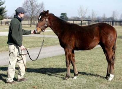 El potro hermano de madre y padre de Barbaro, el campeón del Derby de Kentucky, pasea por la finca de Mill Ridge, cerca de Lexington, Kentuky.