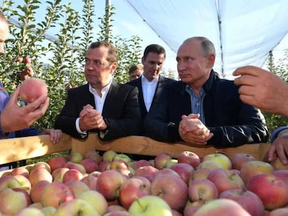 Los máximos dirigentes rusos, en una empresa agrícola en Stávropol.
 