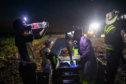 Una cuadrilla de jornaleros recoge cebollas por la noche para evitar las altas temperaturas que se alcanzan, en julio, en Lebrija, Sevilla.