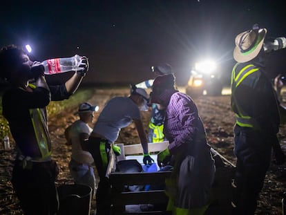 Workers in Spain harvest onions at night to avoid the July heat.