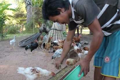 Khavay Somen prepara cada mañana un pienso a base de frutas, verduras y hortalizas locales con el que alimenta a sus aves.