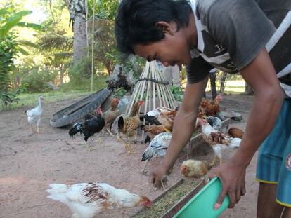 Khavay Somen prepara cada mañana un pienso a base de frutas, verduras y hortalizas locales con el que alimenta a sus aves.