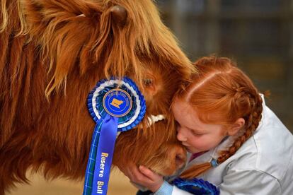 Una niña de ocho años de edad abraza al toro Abernethy, durante la 119ª venta anual de ganado de raza, en Oban (Escocia).