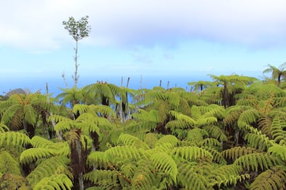 Samambaia gigante, uma espécie endêmica de Trindade e Martim Vaz, que ajudou a recuperar a flora da região após a inserção de cabras, por viajantes, em 1700.