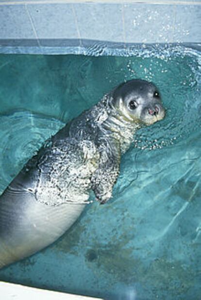 La foca Wiam, cuyo nombre significa Concordia, tras su rescate.