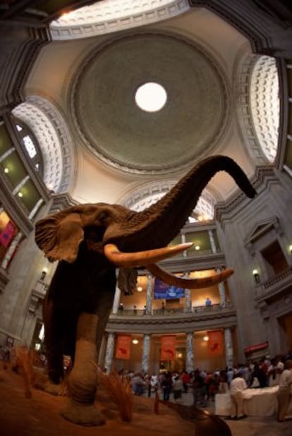 Interior del museu de Historia Natural, al complex de l'institut Smithsonian, a Washington D.C.