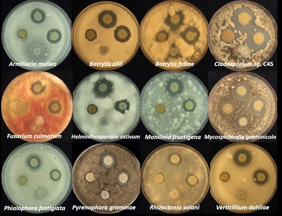 Solanimycin: Potent antifungal antibiotic found in rotten potatoes |  Science | EL PAÍS English