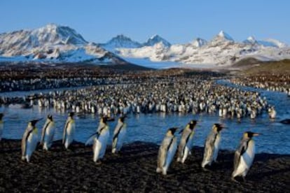 Pingüinos rey en la bahía de St. Andrews, Georgia del Sur.