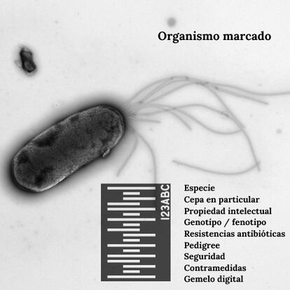 Esta es la información que aparece en el repositorio sobre cualquier microorganismo dado de alta en la base de datos. En la imagen, la bacteria 'Pseudomonas putida', un microorganismo muy utilizado para aplicaciones industriales y medioambientales.