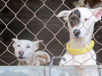 El partido animalista alerta del “goteo incesante” de denuncias ciudadanas y reclama a la Administración mayor transparencia y sensibilidad