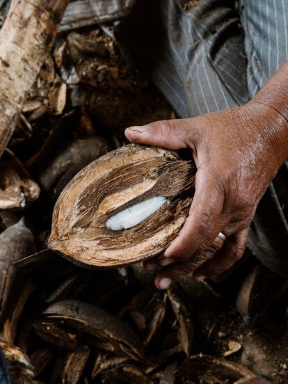 Muchas rompedoras de coco se encuentran las palmas envenenadas para eliminar bosque y conseguir tierras de agricultura. Lo que antes fueron palmas florecientes se convirtieron en madera muerta al inyectarle una mezcla de herbicidas. Los propietarios de tierras suelen servirse de este método para crear superficies de pastos.