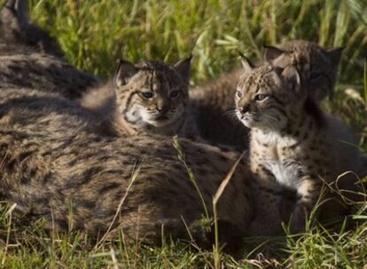 Crías de lince nacidos en el centro de El Acebuche.