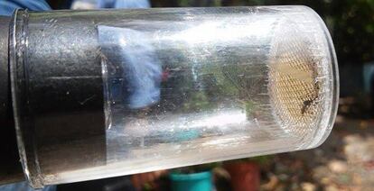 Un mosquito Aedes aegypti capturado por autoridades sanitarias en Ciudad de México el 21 de enero para estudiar la propagación del virus zika.