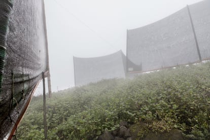 Sin embargo, los que ya tienen el sistema de redes atrapanieblas, pueden recoger hasta 400 litros de agua en los días favorables –una humedad relativa del 98% no es una excepción en Lima. Gracias a la red atrapanieblas, Maura ha reducido a la mitad el coste de la vida.