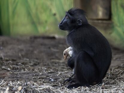 Niv sostiene a un polluelo de pocas semanas en Ramat Gan Safari cerca de Tel Aviv (Israel), el 24 de agosto de 2017. El macaco negro "adoptó" al pollo mientras vagaba en su recinto. Los funcionarios del zoológico aseguran que la inusual pareja se ha vuelto inseparable.