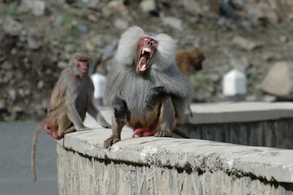 El esmalte de los dientes de los babuinos contiene isótopos que permiten identificar su lugar de nacimiento.