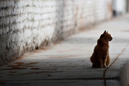 Un gato en una calle vacía, en Lima (Perú).